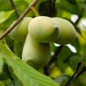 indianer-bananer-sweet-alice-asimina-triloba-sweet-alice-paw-paw