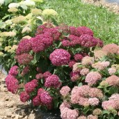 invincibelle_mini_mauvette_purple_hydrangea8
