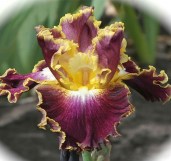 iris-Affair-To-Remember