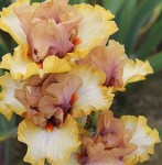 iris-Copper-Fusion