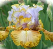 iris-Gilt-By-Association