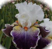 iris-Mardi-Gras-Ball