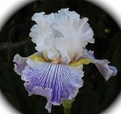 iris-Pick-Up-Line