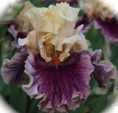 iris-Puzzled