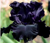 iris-Raven-Girl
