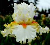 iris-STOLEN-SWEETS