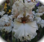 iris-Shattered-Glass