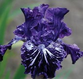 iris-Splatter-Matters