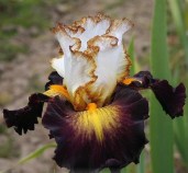 iris-Super-Hero5