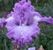 iris-Super-Model