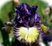 iris-Tickle-My-Fance