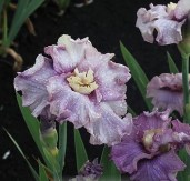 iris-Voulez-Vous