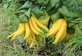 istochnik-httptabino-snap-cocolog-nifty-com