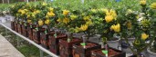 istochnik-httpwww-jhfoshou-com
