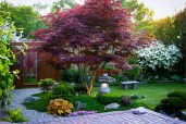 japanese-maple-bloodgood_7_orig