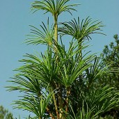 japanese_garden_plant_531