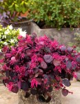 jazz_hands_bold_loropetalum-1