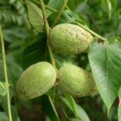 juglans-cinerea1