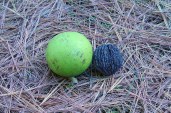 juglans-nigra-fr-ahaines-a