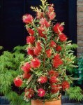 kallistemon_uhod