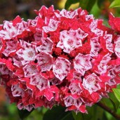 kalmia_Roter_Ritter-3