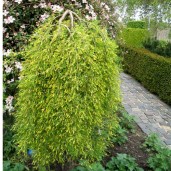 karagana_pendula