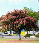 kashtan-konskiy-myaso-krasnyy-brioti-right-03