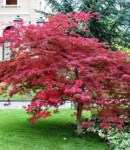 klen-dlanevidniy-atropurpureum