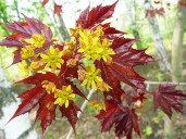 klen-ostrolistnyj-krimson-king-acer-platanoides-crimson-king