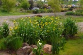 know-your-iris-Yellow-flag-iris_pseudacorus_02