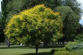 koelreuteria_paniculata