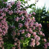 kolkwitzia_amabilis_Pink_Cloud