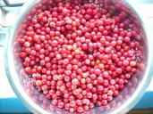 krasnaya-oblepikha-sheferdiya-7