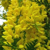 laburnum-alpinum-pendulum-p365-618_medium