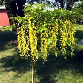 laburnum-trees-1