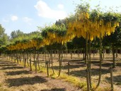 laburnum_watereri_vossii-2
