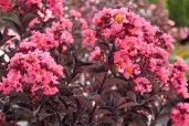 lagerstroemia-center-stage-coral-1