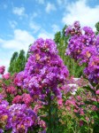 lagerstroemia-indica-violacea-viola-2-470x627