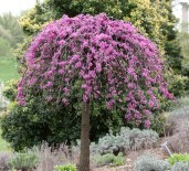 lavender-twist-weeping-redbud-cercis-canadensis