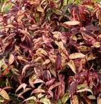 leucothoe-fontanesiana-makijaz-2