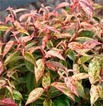 leucothoe-fontanesiana-makijaz