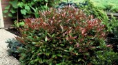 leucothoe-zeblid-leucothoe-128_128_2972_b