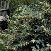 leucothoe_axillaris_lg-main-500x500