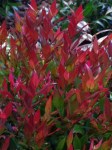 leucothoe_little_flames_druifheide