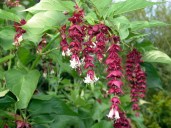 leycesteriaformosa_4