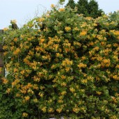lonicera-tellmanniana