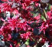 lor-chin-red