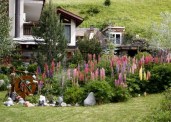lupini-v-dizayne-3-700x500