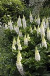 lupinus-west-country-polar-princess-2l-1427-p