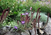 lysimachia-atropurpurea-beaujolais~7739150
